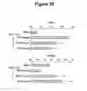 Fig. 30 - CONTROL OF INTESTINAL INFLAMMATORY SYNDROMES WITH A PREPARATION OF KILLED OR NON INFECTIOUS BACTERIA