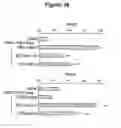 Fig. 34 - CONTROL OF INTESTINAL INFLAMMATORY SYNDROMES WITH A PREPARATION OF KILLED OR NON INFECTIOUS BACTERIA