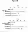 Fig. 38 - CONTROL OF INTESTINAL INFLAMMATORY SYNDROMES WITH A PREPARATION OF KILLED OR NON INFECTIOUS BACTERIA