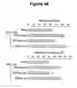 Fig. 41 - CONTROL OF INTESTINAL INFLAMMATORY SYNDROMES WITH A PREPARATION OF KILLED OR NON INFECTIOUS BACTERIA