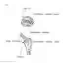 Fig. 06 - Bioimplant for artifical joint with evanescent coating film