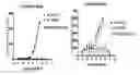 Fig. 01 - PHENYLEPHRINE PHARMACEUTICAL FORMULATIONS AND COMPOSITIONS FOR TRANSMUCOSAL ABSORPTION