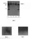 Fig. 03 - High-Efficiency Fusogenic Vesicles, Methods of Producing Them, and Pharmaceutical Compositions Containing Them