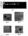 Fig. 07 - High-Efficiency Fusogenic Vesicles, Methods of Producing Them, and Pharmaceutical Compositions Containing Them