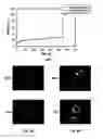 Fig. 08 - High-Efficiency Fusogenic Vesicles, Methods of Producing Them, and Pharmaceutical Compositions Containing Them