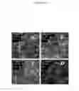 Fig. 18 - Collagen-based matrices with stem cells