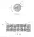 Fig. 02 - Device coated with glycogen particles comprising nucleic acid complexes