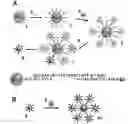 Fig. 01 - ASYMMETRIC FUNCTIONALIZATED NANOPARTICLES AND METHODS OF USE
