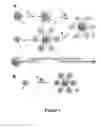 Fig. 02 - ASYMMETRIC FUNCTIONALIZATED NANOPARTICLES AND METHODS OF USE