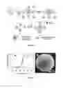 Fig. 06 - ASYMMETRIC FUNCTIONALIZATED NANOPARTICLES AND METHODS OF USE