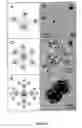 Fig. 07 - ASYMMETRIC FUNCTIONALIZATED NANOPARTICLES AND METHODS OF USE
