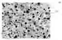 Fig. 01 - Porous humidity-control tile and method for manufacturing the same