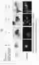 Fig. 02 - Primitive organ-like structure comprising keratinocytes and hair papilla cells