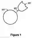 Fig. 02 - Method for Detection of Antigens