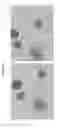 Fig. 03 - METHODS FOR GENE MAPPING AND HAPLOTYPING