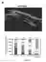 Fig. 02 - Methods for the determination of telomere length in a semi-automatic manner of every single cell in a immobilized cell population