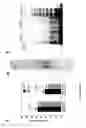 Fig. 22 - Methods for the determination of telomere length in a semi-automatic manner of every single cell in a immobilized cell population