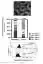 Fig. 49 - Methods for the determination of telomere length in a semi-automatic manner of every single cell in a immobilized cell population