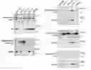 Fig. 01 - Nucleic acids encoding platelet derived growth factor receptor alpha (PDGFRA) activating mutations