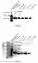 Fig. 02 - Polymer-Factor IX Moiety Conjugates