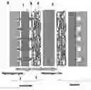Fig. 01 - Method for manufacturing catalyst layer of membrane electrode assembly
