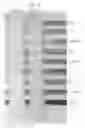 Fig. 06 - Cleaning compositions incorporating green solvents and methods for use