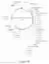 Fig. 13 - Soluble heterodimeric CD94/NKG2 receptors fusion proteins
