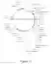 Fig. 14 - Soluble heterodimeric CD94/NKG2 receptors fusion proteins