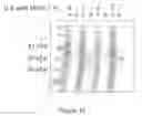 Fig. 19 - Soluble heterodimeric CD94/NKG2 receptors fusion proteins
