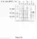 Fig. 25 - Soluble heterodimeric CD94/NKG2 receptors fusion proteins