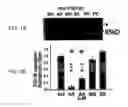 Fig. 02 - Method of reducing injury to mammalian cells