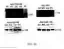 Fig. 06 - Method of reducing injury to mammalian cells