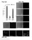 Fig. 33 - Method of reducing injury to mammalian cells