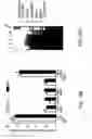 Fig. 35 - Method of reducing injury to mammalian cells