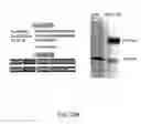 Fig. 53 - Method of reducing injury to mammalian cells
