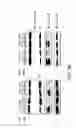 Fig. 07 - Methods For Treating Endoplasmic Reticulum (ER) Stress Disorders