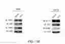 Fig. 33 - Methods For Treating Endoplasmic Reticulum (ER) Stress Disorders