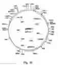 Fig. 03 - COMPOSITIONS AND METHODS USING SAME FOR THE DETECTION OF VIRUSES