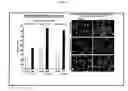 Fig. 04 - Elastin digest compositions and methods utilizing same