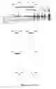 Fig. 03 - REGULATORY ELEMENTS THAT MEDIATE RETINAL CELL-SPECIFIC GENE EXPRESSION