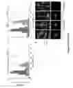 Fig. 26 - REGULATORY ELEMENTS THAT MEDIATE RETINAL CELL-SPECIFIC GENE EXPRESSION