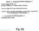 Fig. 09 - Antisense oligonucleotide against human acetylcholinesterase (AChE) and uses thereof