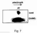 Fig. 11 - Antisense oligonucleotide against human acetylcholinesterase (AChE) and uses thereof