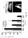 Fig. 14 - Antisense oligonucleotide against human acetylcholinesterase (AChE) and uses thereof