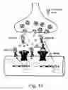 Fig. 17 - Antisense oligonucleotide against human acetylcholinesterase (AChE) and uses thereof