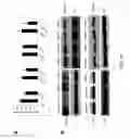Fig. 05 - Compositions and methods related to miRNA modulation of neovascularization or angiogenesis