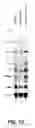 Fig. 04 - POLYNUCLEOTIDE THERAPY