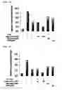 Fig. 04 - Pharmaceutical composition for treating or preventing degenerative and inflammatory diseases