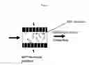 Fig. 05 - Monodisperse Molecularly Imprinted Polymer Beads