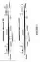 Fig. 02 - Glyphosate tolerant alfalfa events and methods for detection thereof